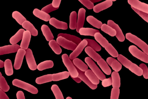 Read more about the article Objectionable Microorganisms in Nonsterile Pharmaceuticals